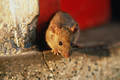 Szczur na murach